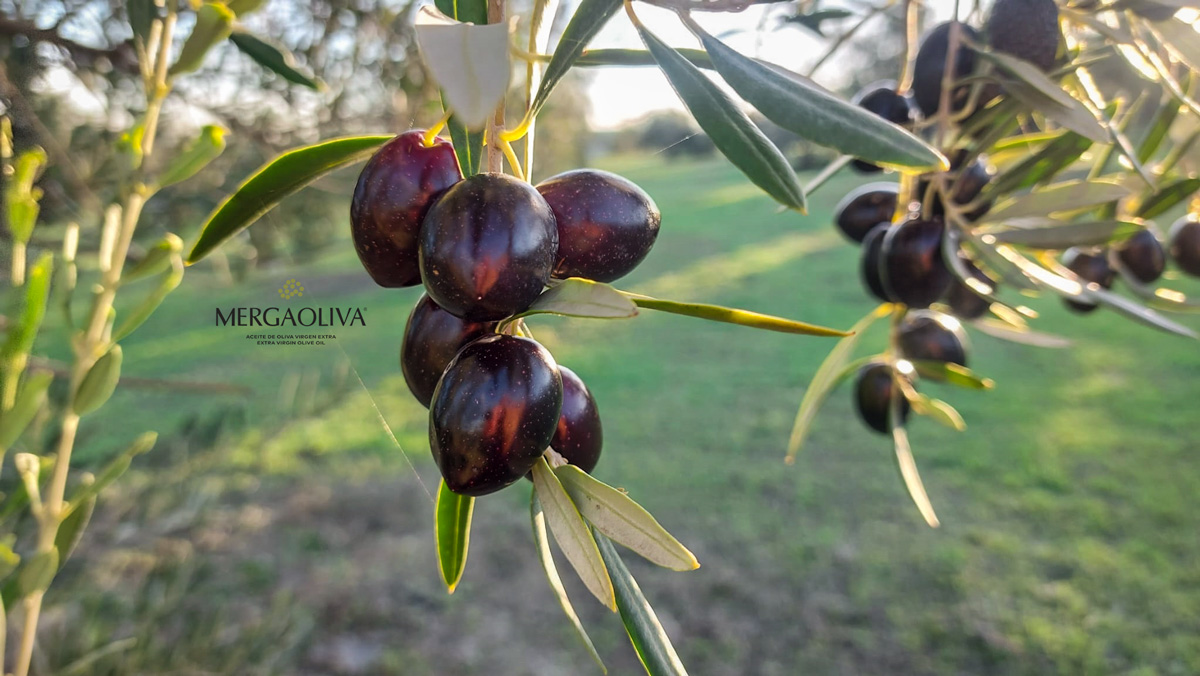 olivar aceituna variedad picual